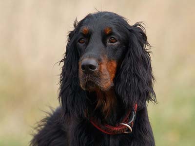 Gordon Setter